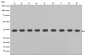 Anti-GAPDH Rabbit Monoclonal Antibody, HRP Conjugated